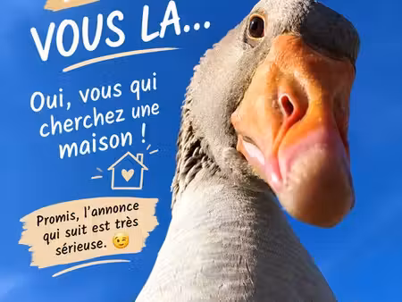 maison 120 m² avec terrain 1000 m² ➕ sous-sol total • belvès centre à pied ◊ ?