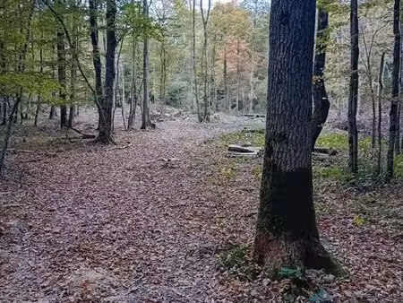 parcelle de bois