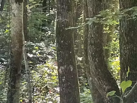4 hectares de forêt principalement du chêne