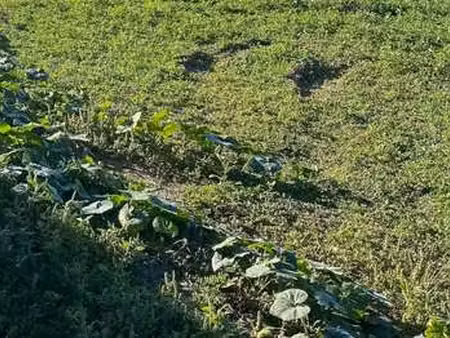 vente terrain à petosse (85570) : à vendre / petosse