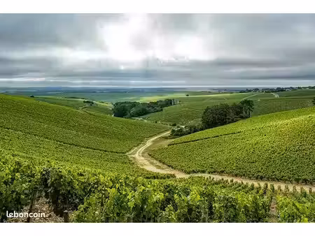 vigne aoc chablis