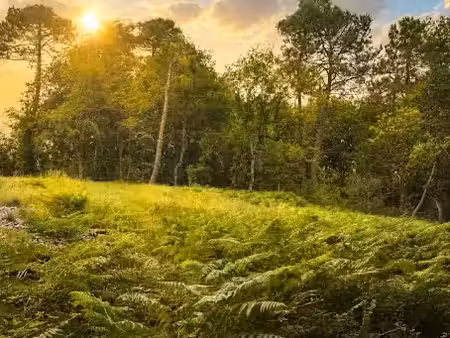 vente terrain 2000 m² à trélissac (24750)  65 000 €