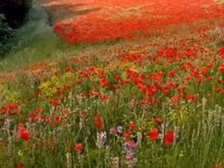 vente terrain 450 m² à notre-dame-d'oé (37390)  120 000 €