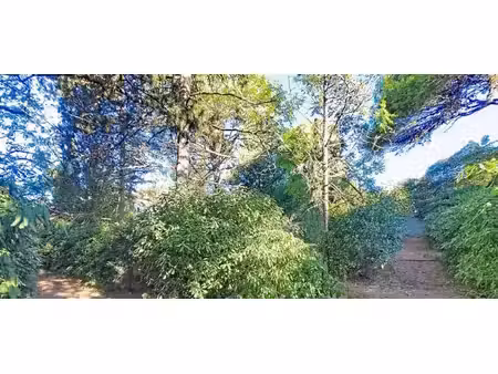 terrain