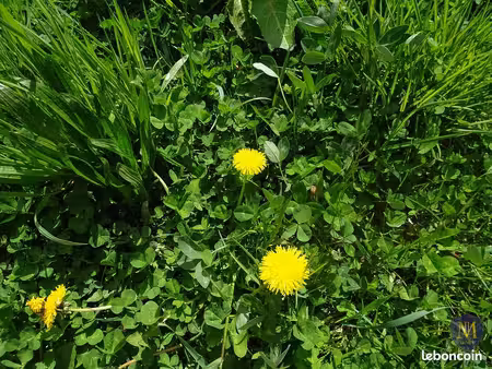 terrain 731 m² ranspach-le-bas