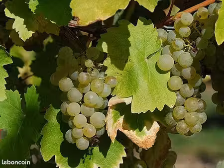 recherche vignes vallet