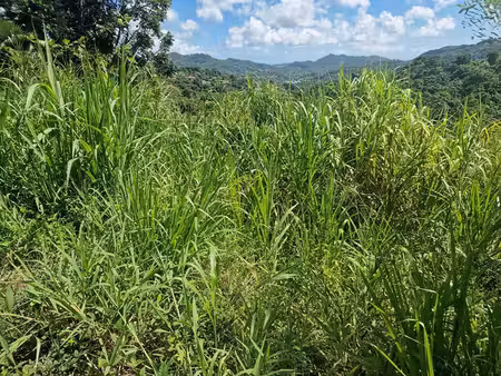 terrain 585 m2