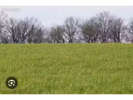 recherche terrain agricole / terrain de loisir pour animaux
