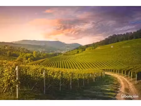 vente parcelle de vigne aoc saint émilion grand cru