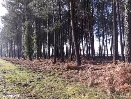 très beau terrain en forêt