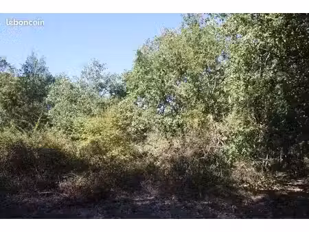 terrain boisé