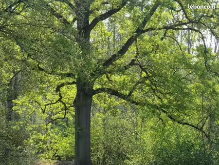 terrain arbres et taillis