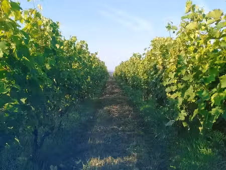 vignes
