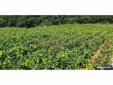 vigne à louer