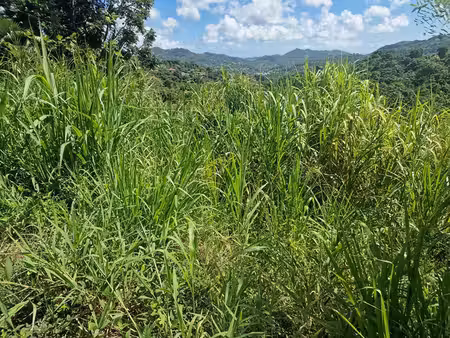 terrain 585 m2