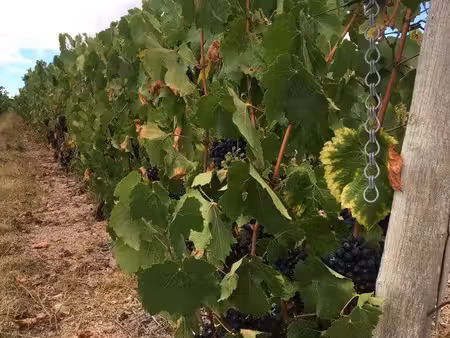 vignes aoc bourgogne blanc  fleurie  moulin à vent