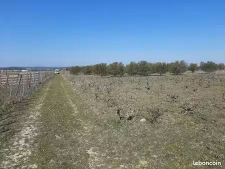 terrain agricole avec oliviers et vignes