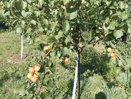 a vendre terrain verger