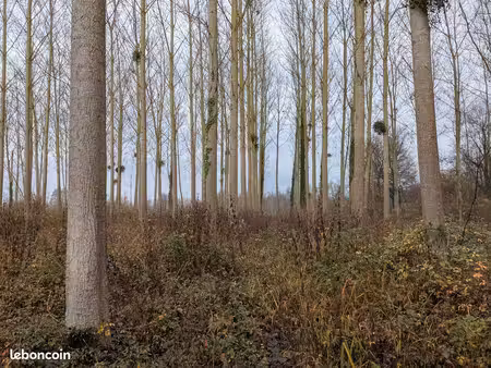 terrain agricole et peupleraie