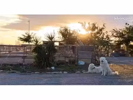 propriété équestre  élevage canin