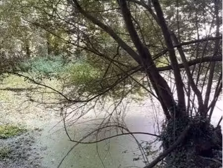 bois avec étang