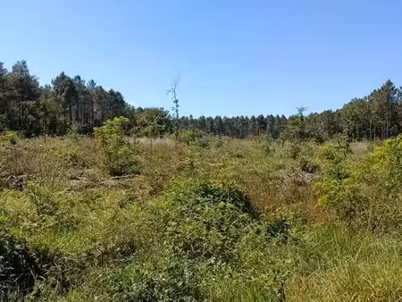 bois   terrain
