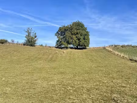terrain
