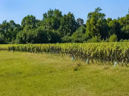 vente terrain 605 m² à saint-andré-de-cubzac (33240)  92 000 €
