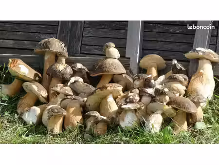 vends parcelles de forêt  dans un site d'exception  en occitanie