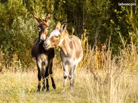 achète terrain pour pâturage équins