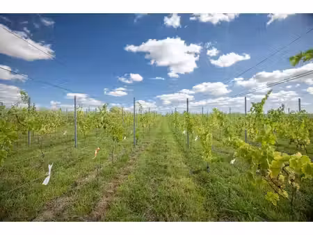 nalinnes – vignoble de + 1ha planté en cépage divona