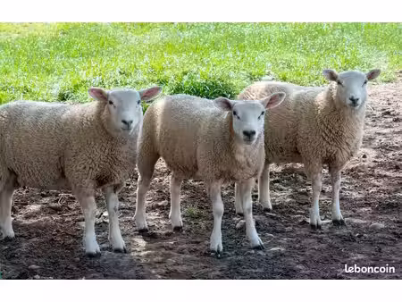 terrain agricole