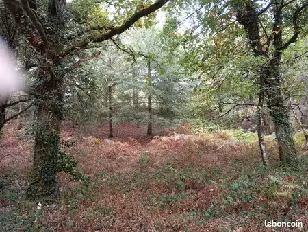 parcelle de bois de 1 ha 11 ares