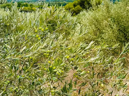 terrain agricole  chênes  arbres fruitiers  oliviers