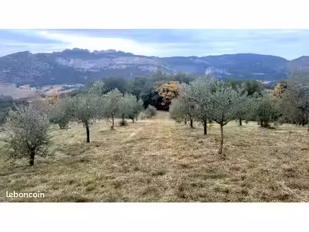 vente terrain avec oliveraie