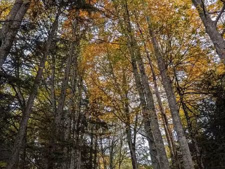 recherche parcelle de bois  forêt sur saint denis les bourg  saint rémy  buellas et alento