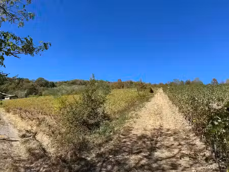 vignes