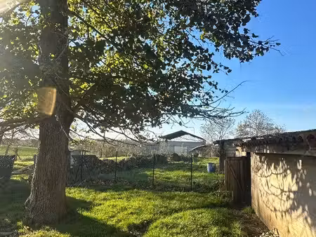 terrain poules