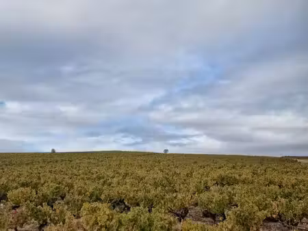 vignes