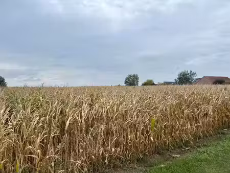 vente terrain 2400 m² à hinges (62232)  132 000 €