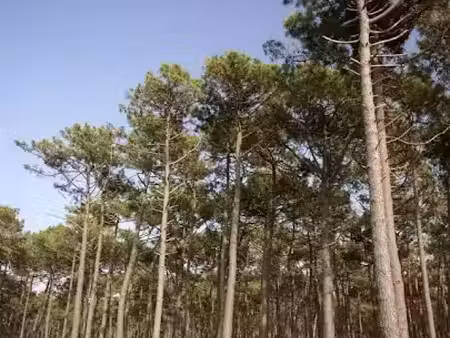 vente terrain 700 m² à biganos (33380)  129 000 €