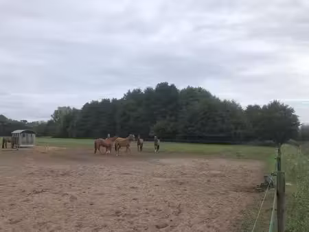 une parcelle de forêt d'épicéas à 9180 moerbeke-waas