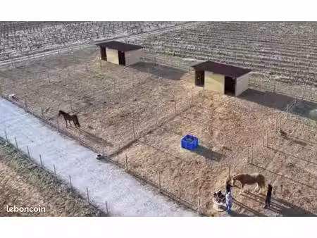 propriété équestre et élevage canin -9chiens