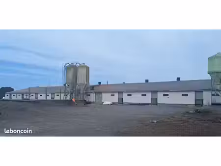 exploitation agricole veaux de boucherie