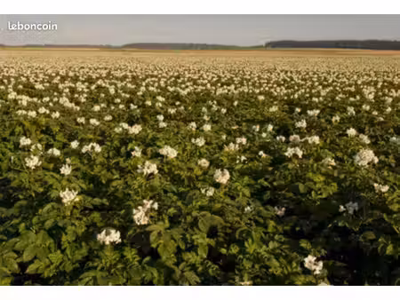 recherche terres agricoles pour production de pommes de terre type innovator (landes)