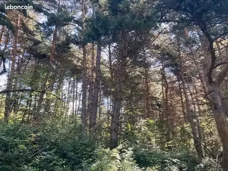 forêt de 3 2 hectares d'un seul tenant (cinq parcelles) à salettes (43) en bordure du chem