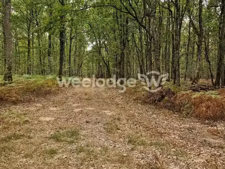 terrain 81000 m² velles