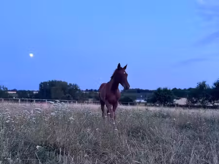 recherche location prairie