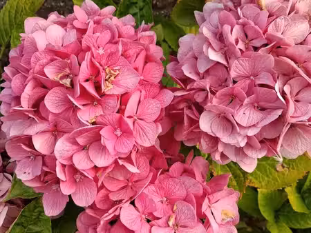 boutique de fleurs