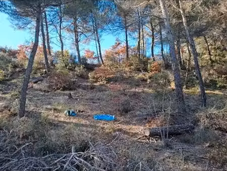 terrain boisé